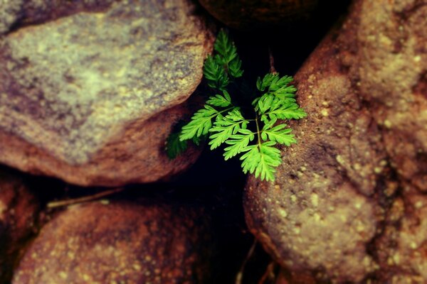 Una rama verde de la planta se abre paso a través de las piedras