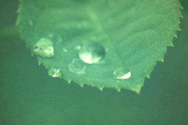 Dew drops on a green leaf