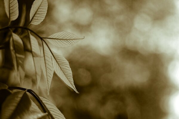 Vintage nature through the eyes of a photographer