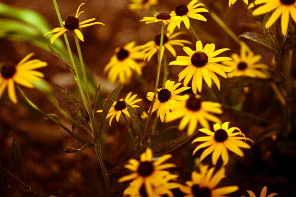 Vintage Foto von gelben Blumen im Garten