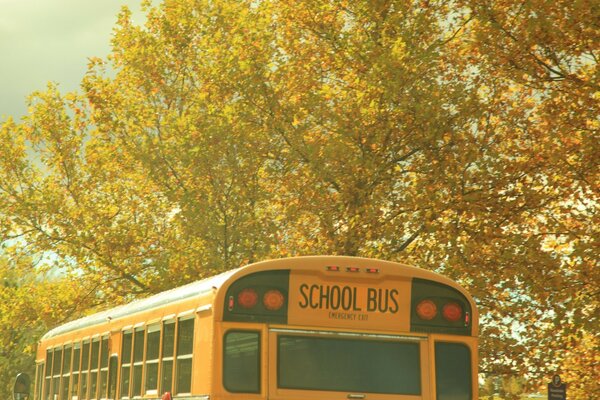 Autobus scolaire nature automne