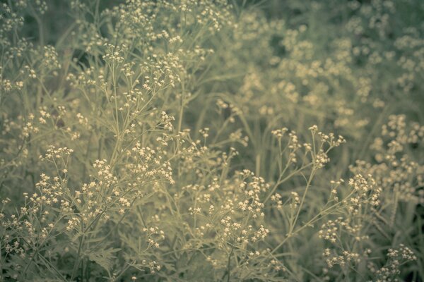 Photos de fleurs Vintage inhabituelles