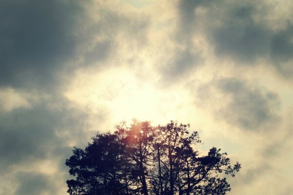 Vintage foto della natura contro il cielo