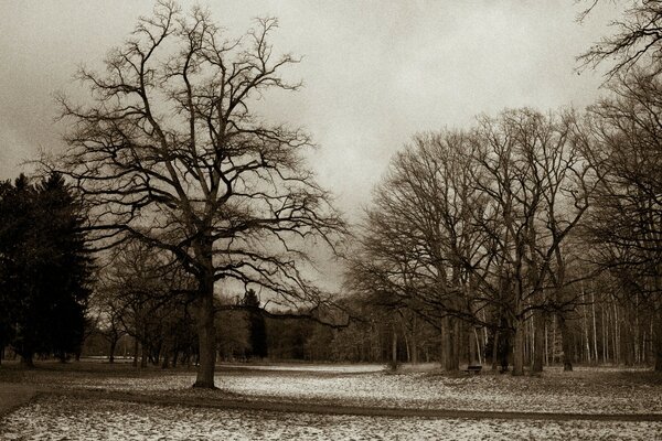 Black and white autumn landscape with cloudy sky