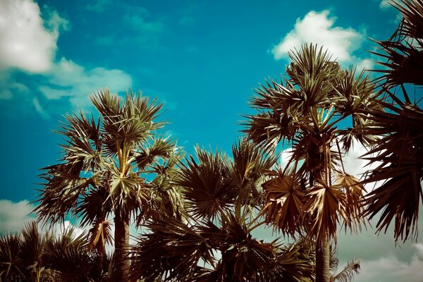 Tropical sky, vintage photo