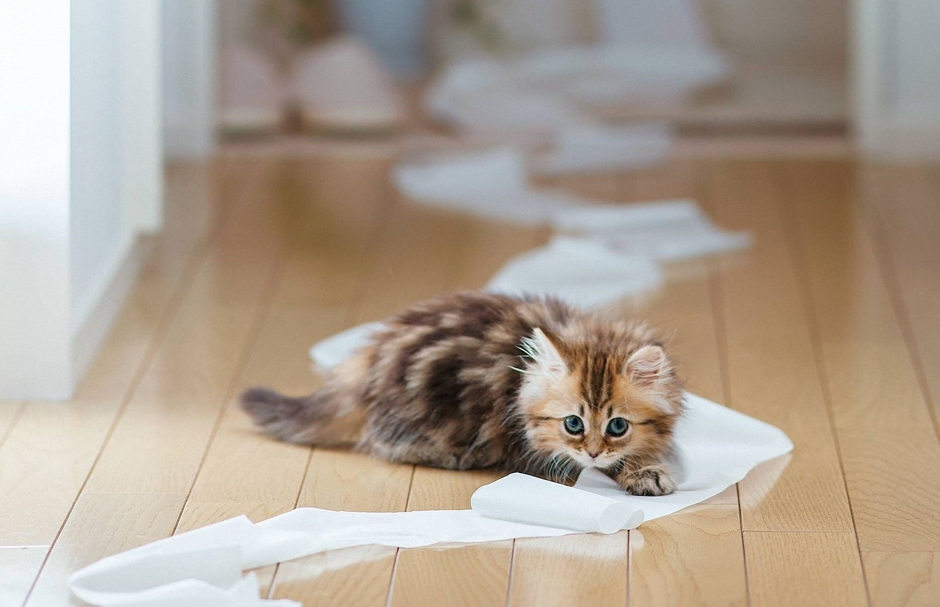 katzen drinnen niedlich sitzen katze entspannung familie