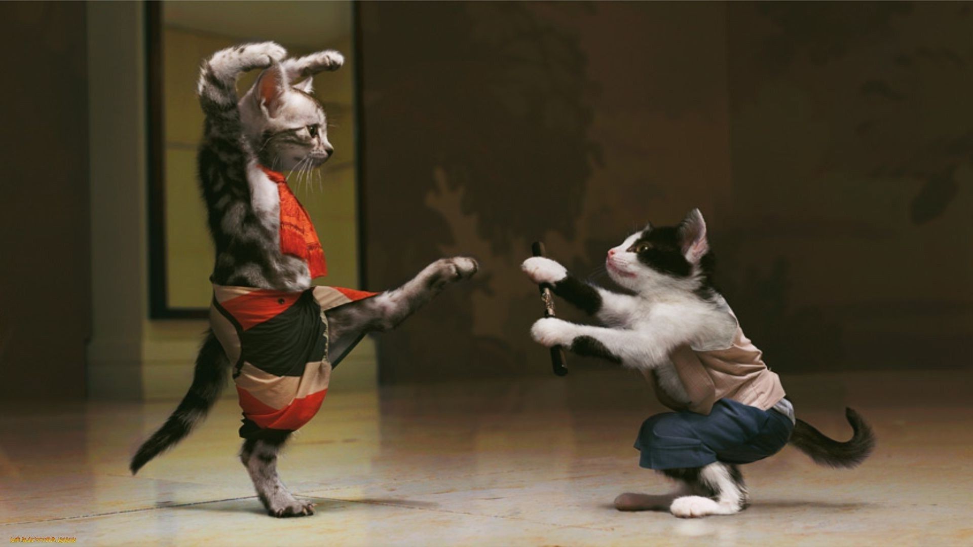 animaux mouvement performance concours danseur agilité danse adulte homme ballet un équilibre théâtre compétence athlète deux action porter