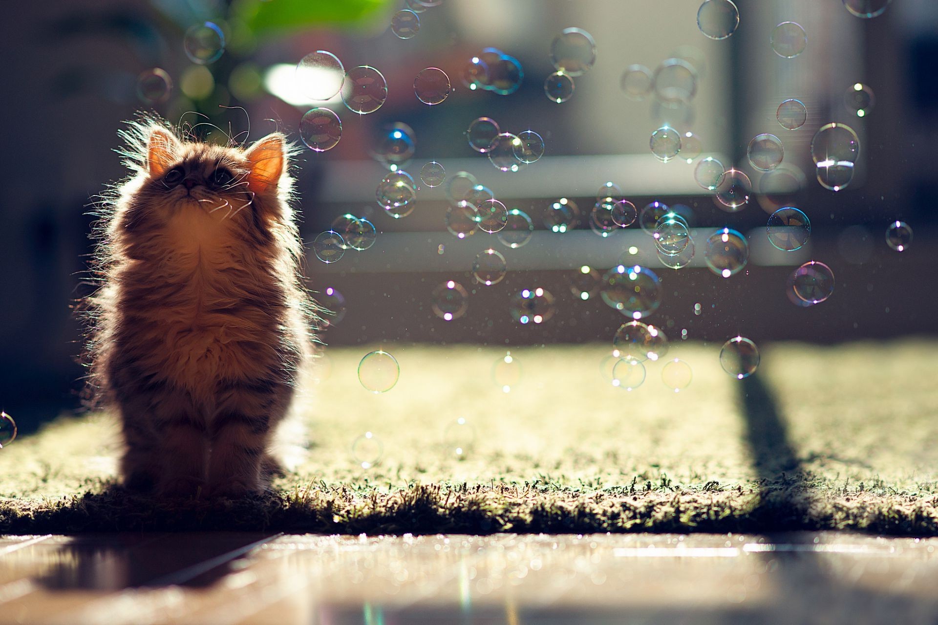 katzen katze natur tier säugetier wasser reflexion regen unschärfe im freien niedlich porträt sonne haustier park herbst gras