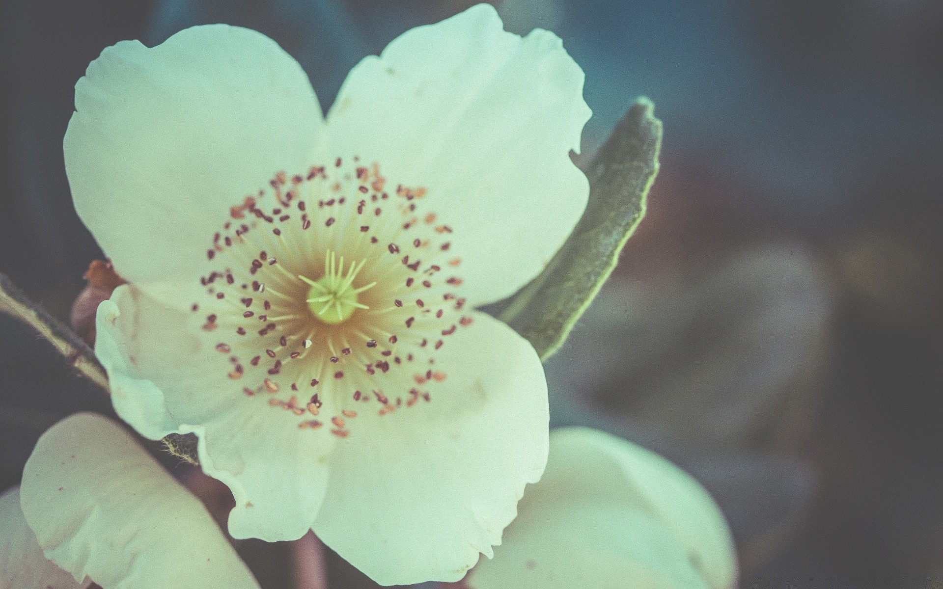 vintage natura fiore foglia flora estate all aperto bella colore floreale