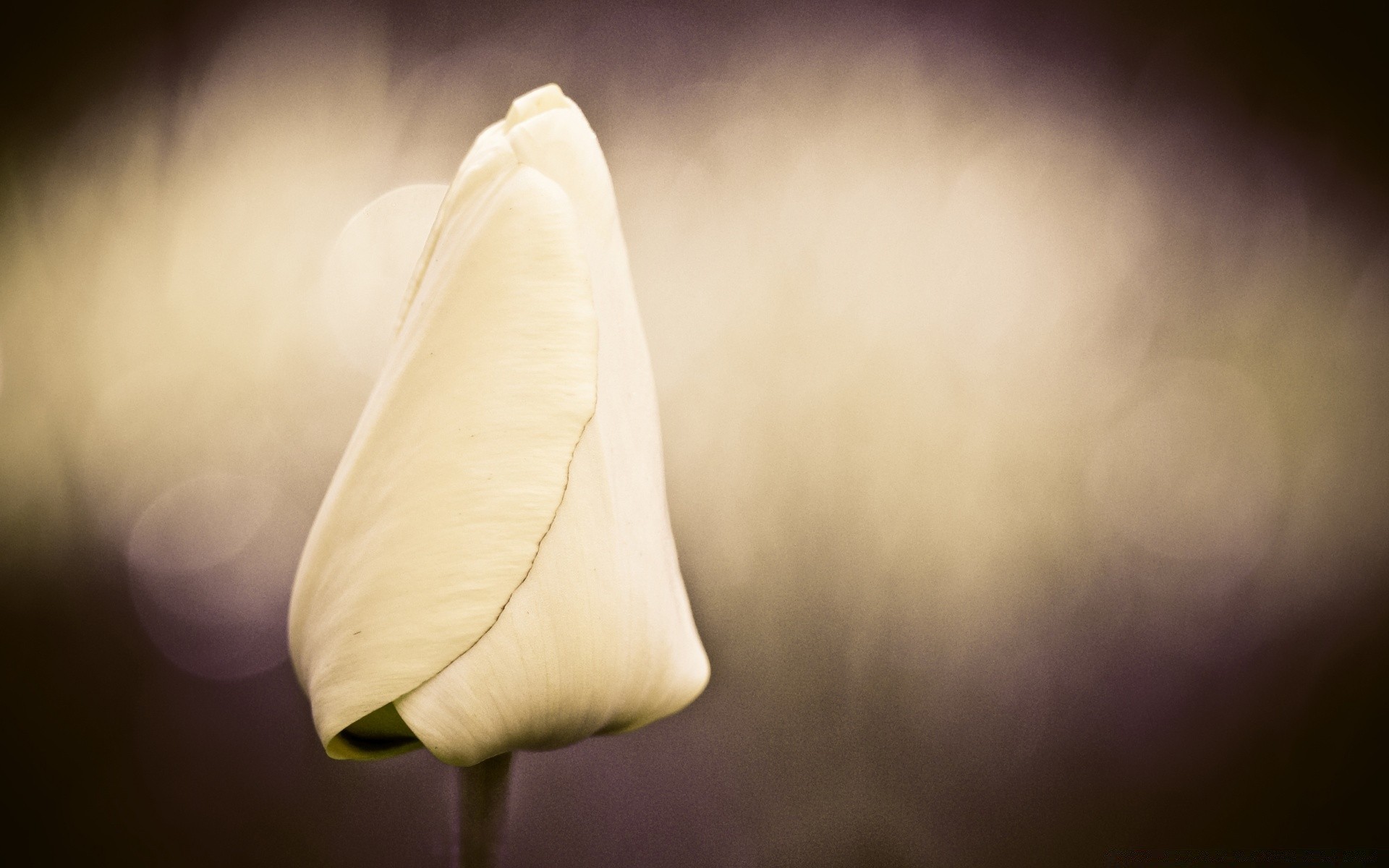 vintage fleur nature monochrome été flou feuille tulipe art soleil nature morte dof aube à l extérieur