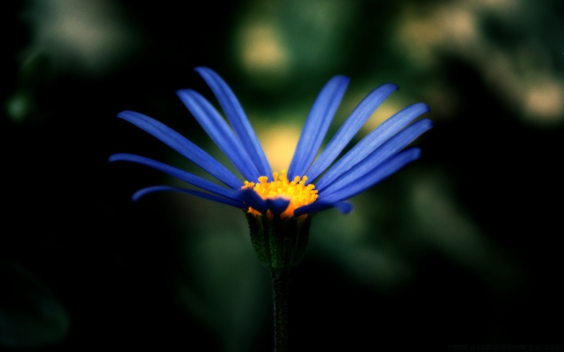 vintage flor inseto natureza jardim borrão ao ar livre verão folha flora