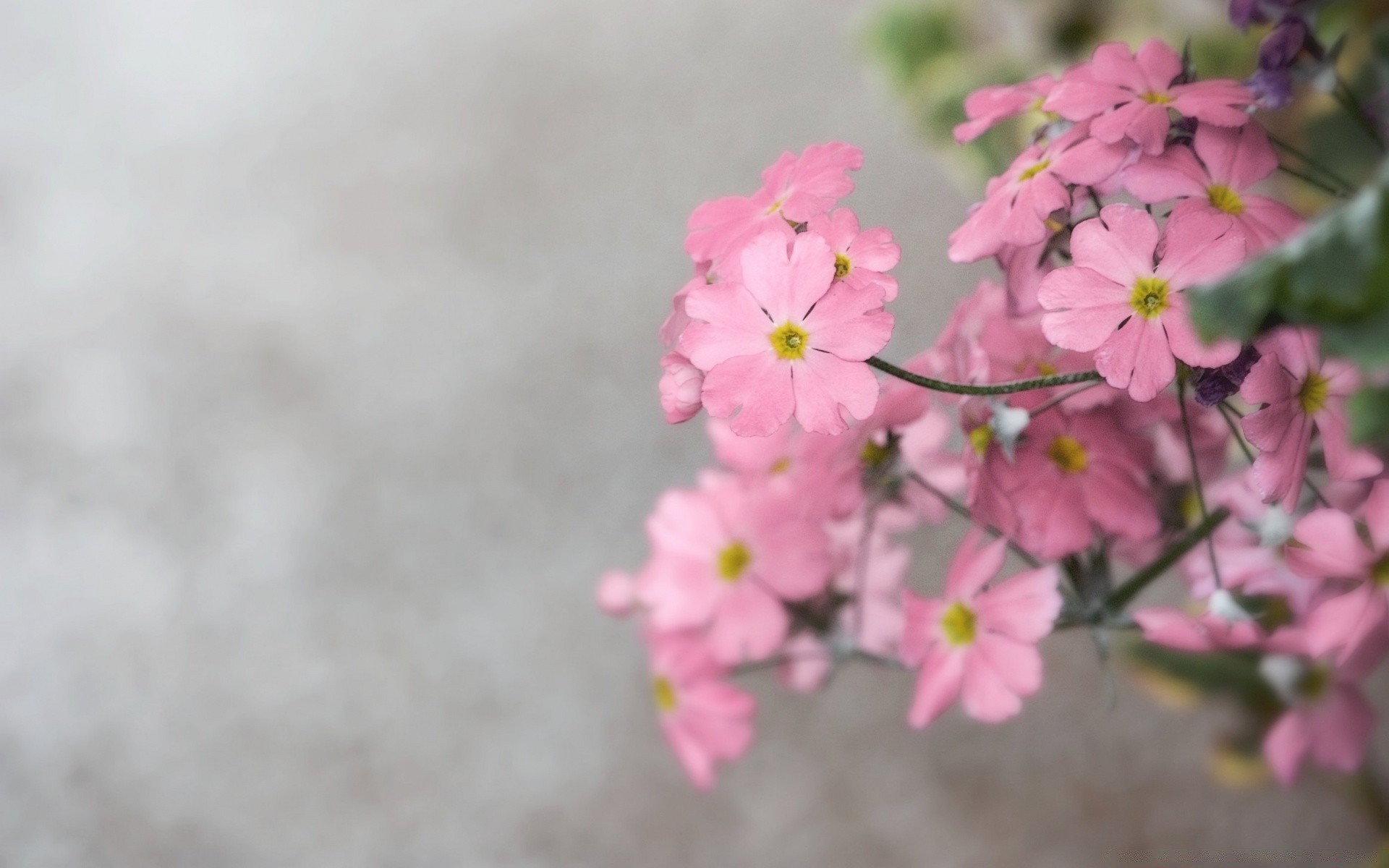 vintage flower nature flora summer leaf garden growth blooming petal outdoors floral fair weather bright