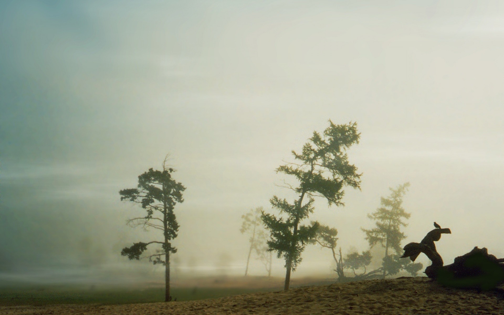 vintage tree landscape fog silhouette backlit dawn sunset daylight mist sky outdoors action evening bird weather light