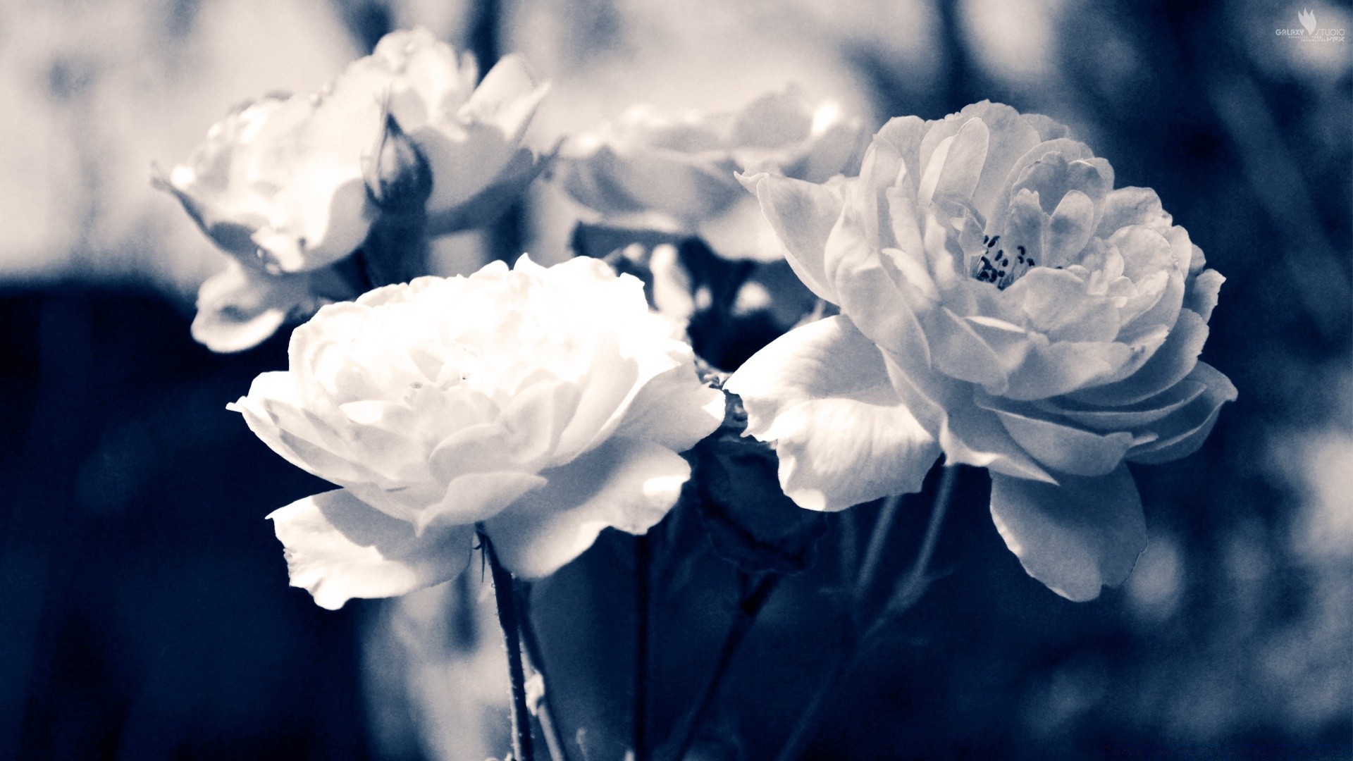 vintage çiçek doğa flora petal gül çiçek açan renk yaprak yaz bahçe çiçek güzel