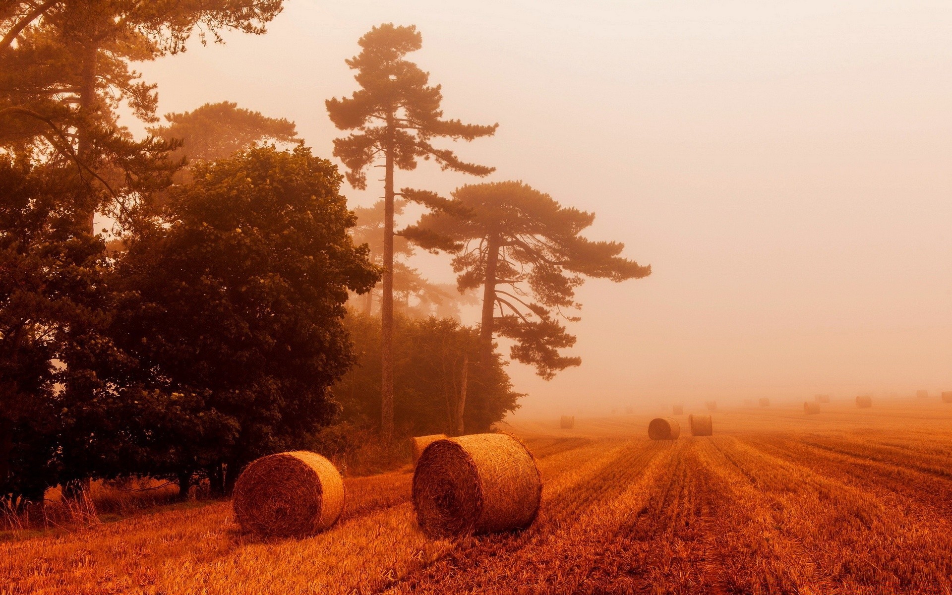 vintage landscape tree sunset agriculture fall dawn field outdoors rural sun countryside nature cropland sky dry