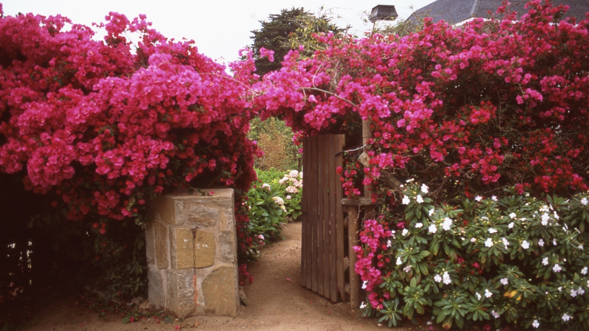 vintage fleur jardin flore rhododendron arbre arbuste à l extérieur cour parc couleur