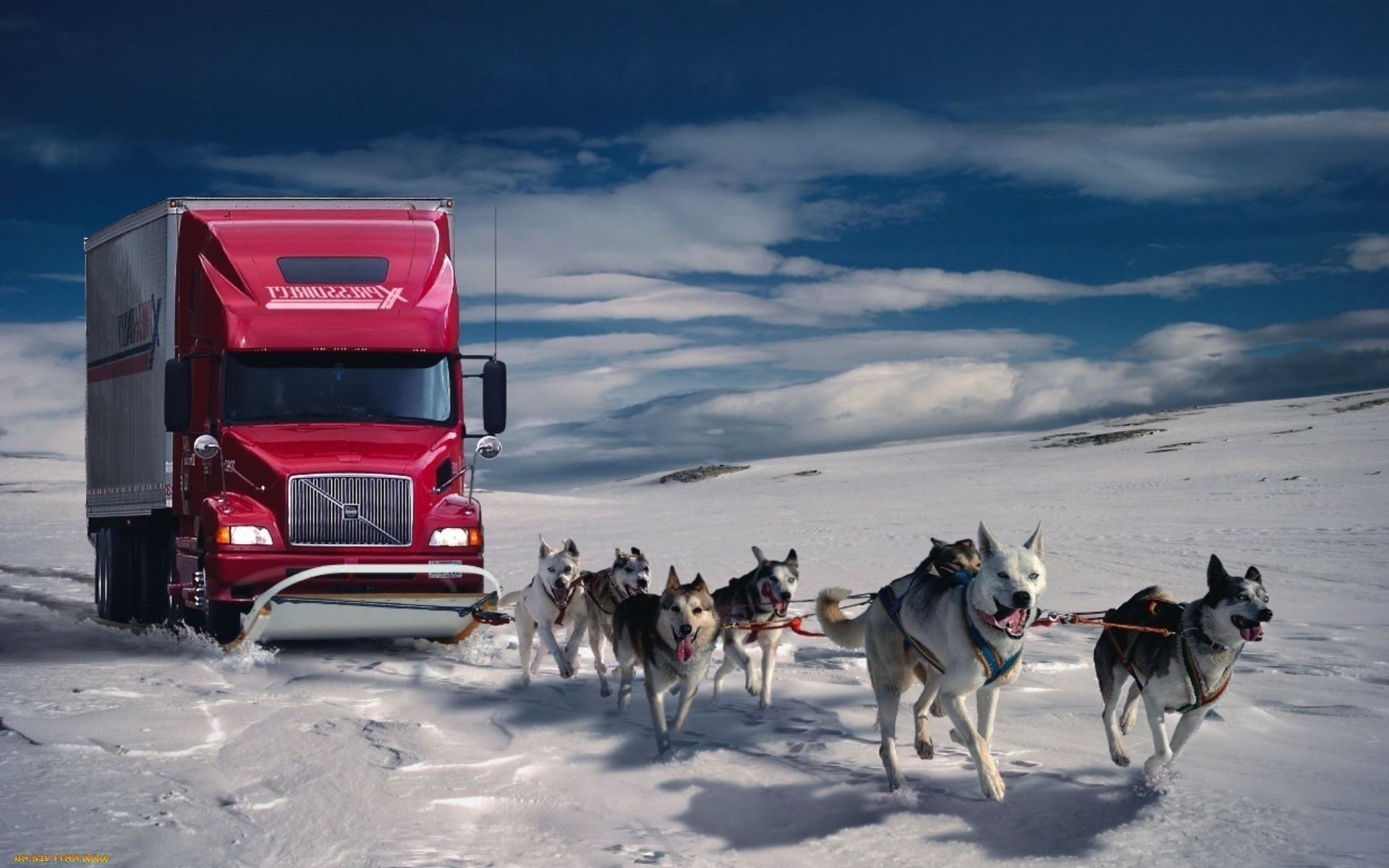 processamento de fotos carro neve cão inverno ao ar livre sistema de transporte competição estrada corrida