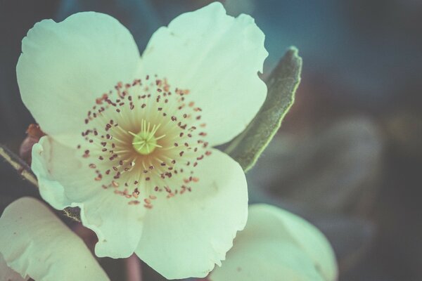 Hermosa flor blanca