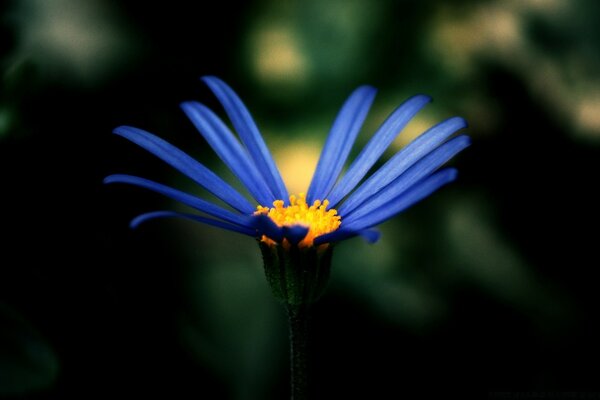 Macro fotografar uma flor azul em um fundo desfocado