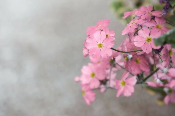 Vintage pink flowers