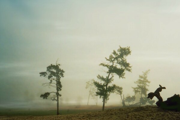 Alberi nella nebbia sullo sfondo del crepuscolo