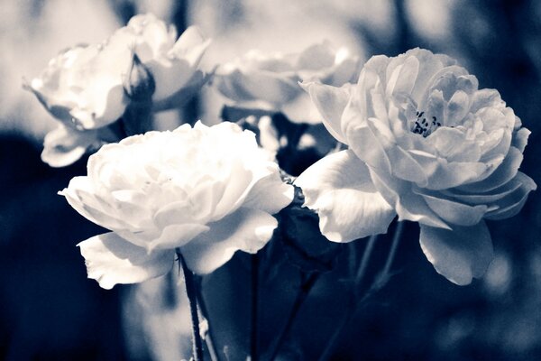 Black and white photo of blooming flowers