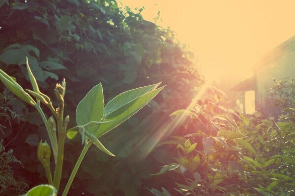 Los bebederos de té maduran al sol