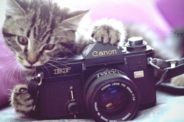 Cute photo of a cat and a camera