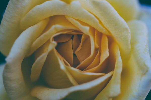 A delicate yellow rose bud