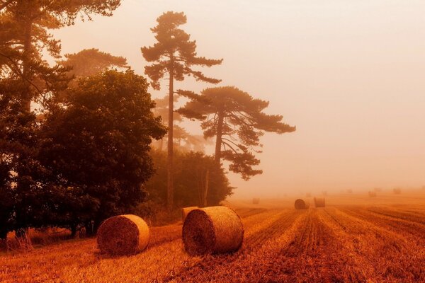 Cosecha de otoño cerca del bosque