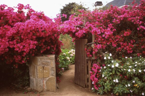 Jardín de flores en el país. Decoración de flores