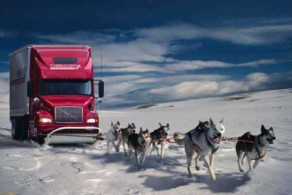 Dogs pull a red car in the snow