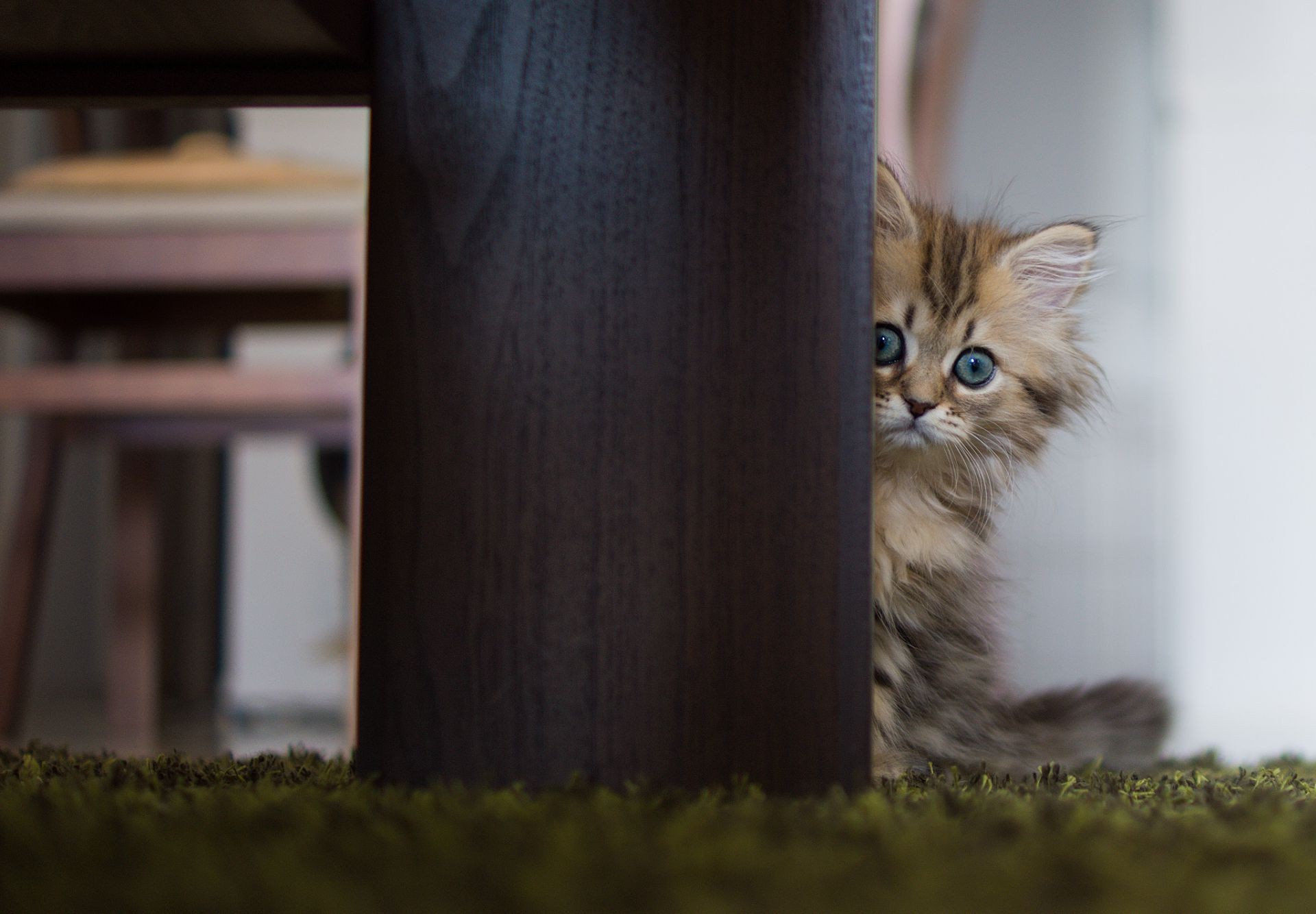 katzen katze säugetier porträt kätzchen