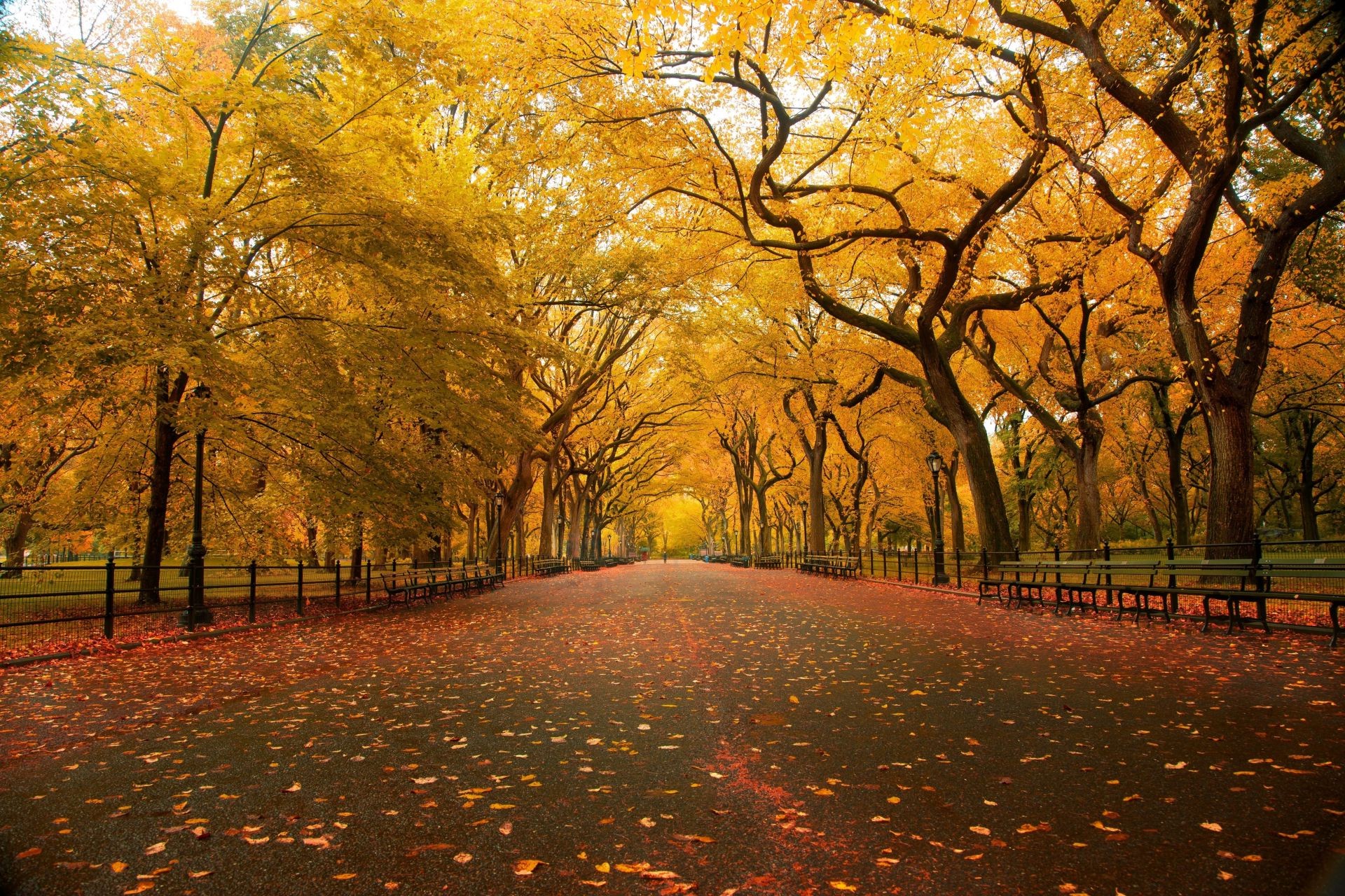 autumn fall tree leaf park dawn landscape alley road wood gold season sun nature branch maple fair weather guidance avenue mist