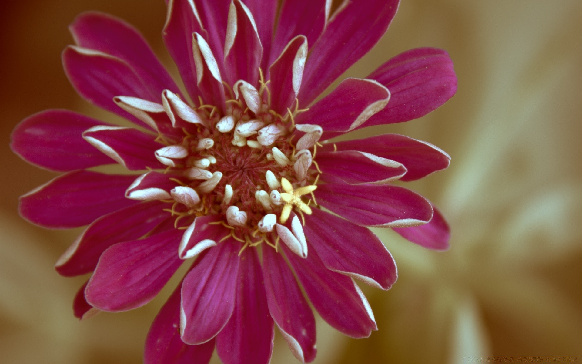 vintage fleur nature flore jardin pétale floral bluming couleur été belle feuille gros plan lumineux croissance botanique dahlia