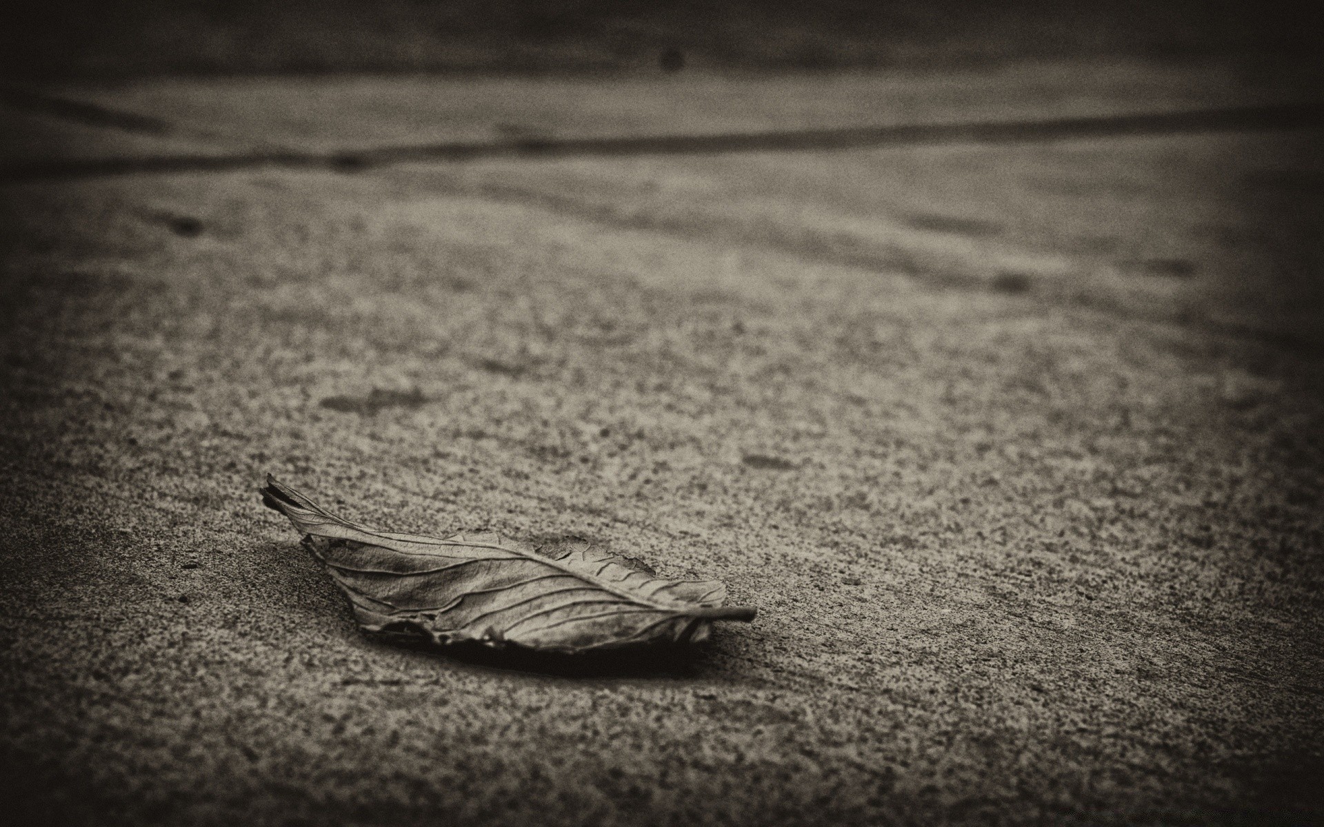 vintage monochrome beach nature texture desktop sand sea bird water still life ocean shadow dof black and white landscape lake abstract seashore old