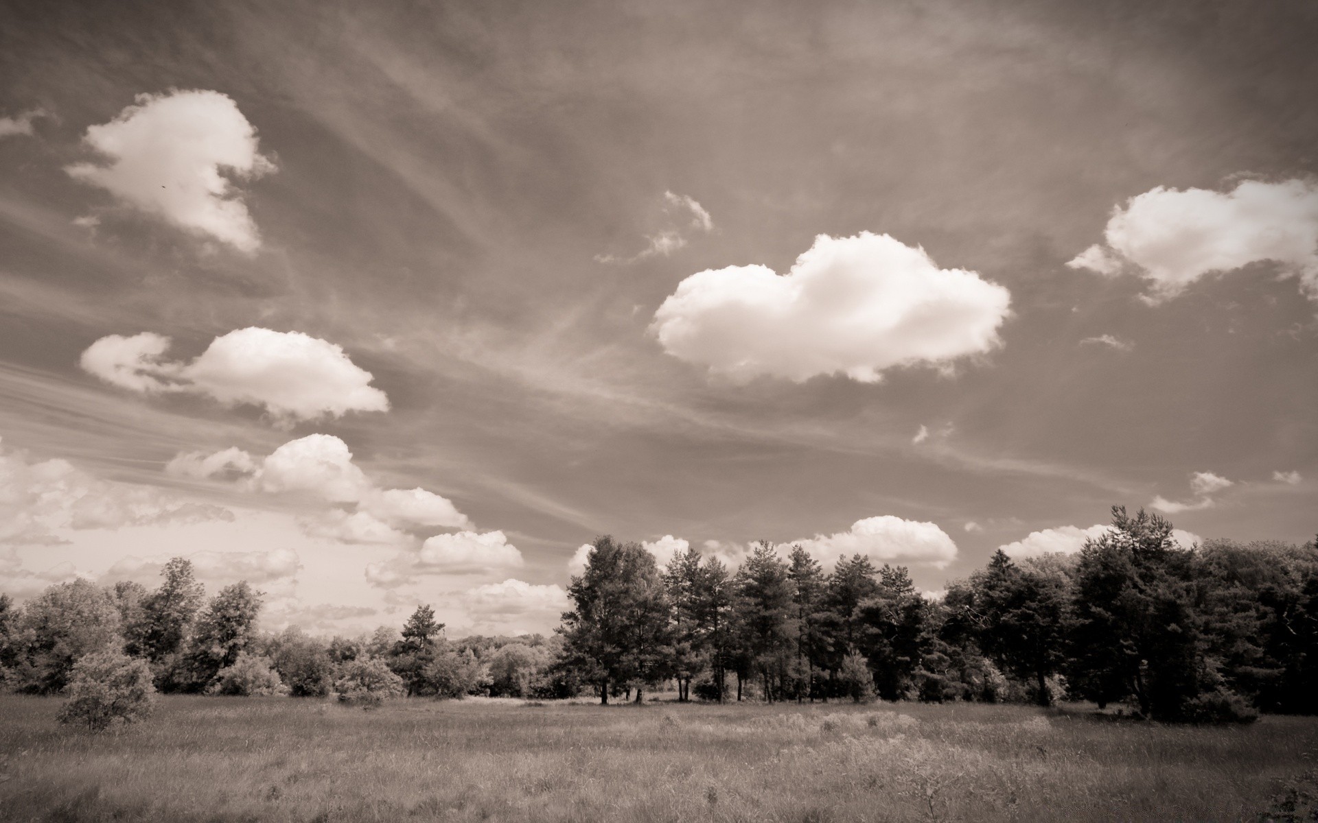 vintage landscape tree nature sky fall outdoors dawn monochrome sunset storm fog