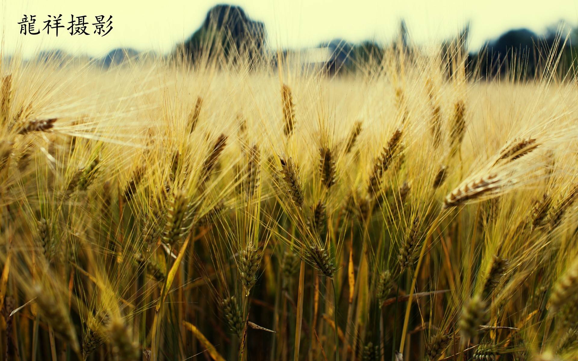 vintage trigo cereales pasto rural pan maíz cosecha paja centeno al aire libre agricultura crecimiento campo cebada campo granja naturaleza tierras de cultivo