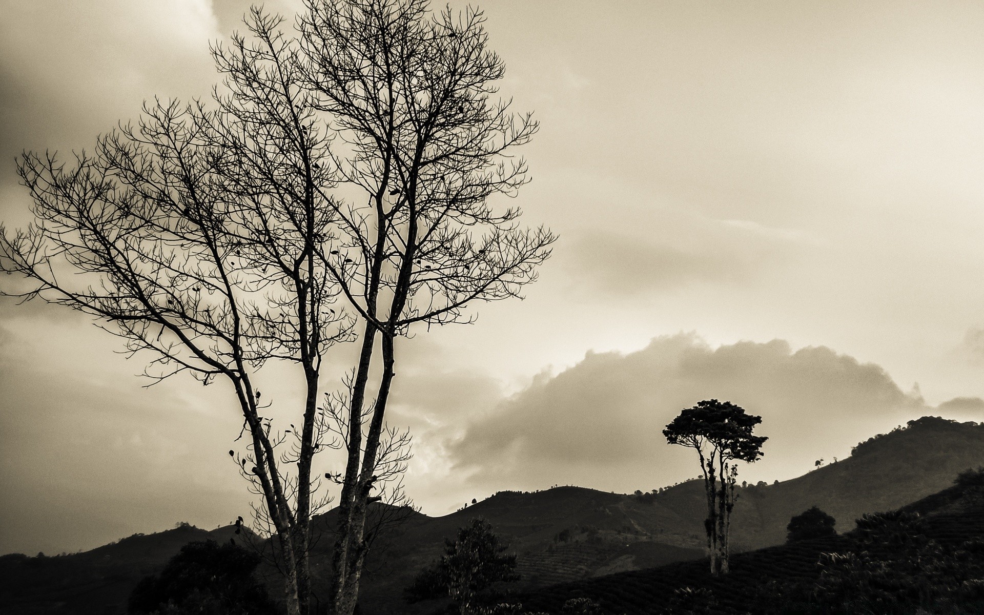 vintage dawn fog sunset tree mist nature landscape sun silhouette sky outdoors evening backlit dusk