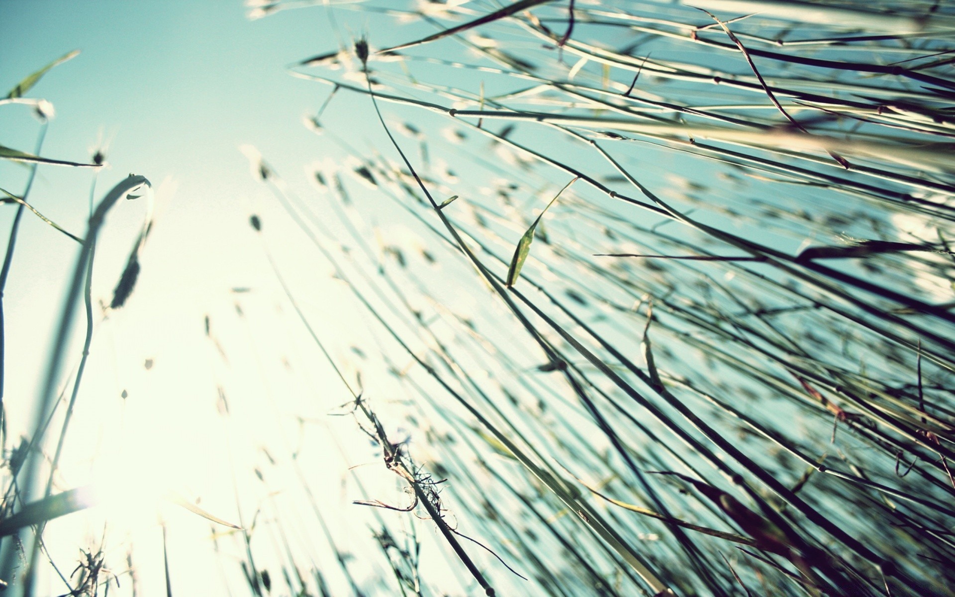 vintage nature desktop abstract drop dew flora leaf water bird outdoors grass