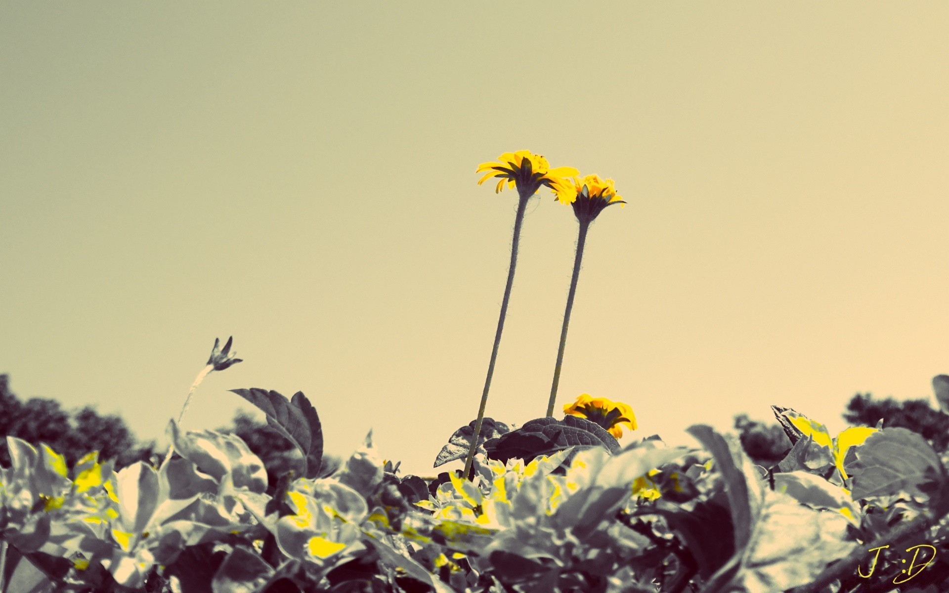 vintage fleur nature champ flore été soleil floral croissance à l extérieur paysage ciel jardin couleur feuille herbe foin rural beau temps bluming