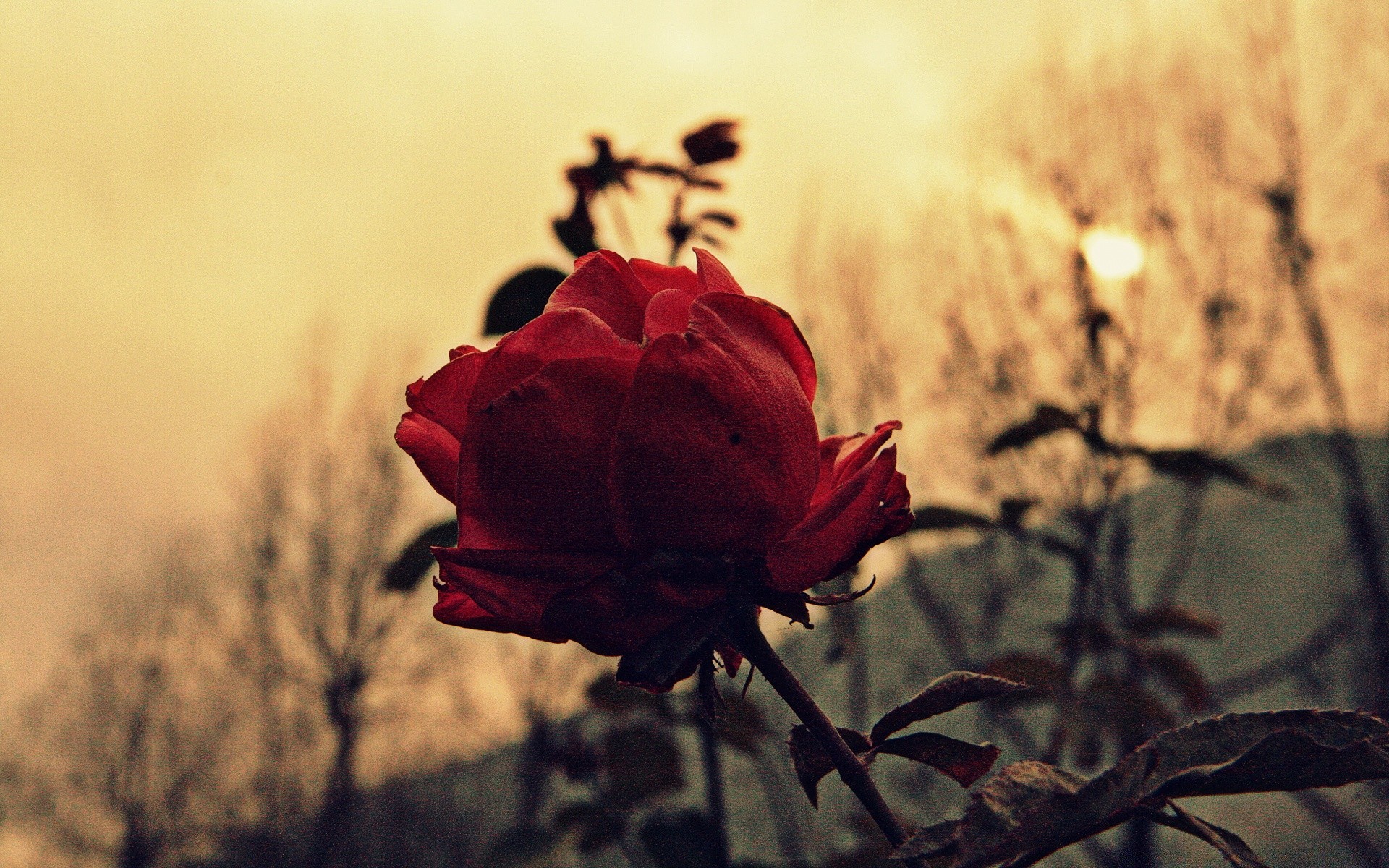 vintage flor rosa naturaleza hoja amanecer atardecer boda otoño al aire libre amor