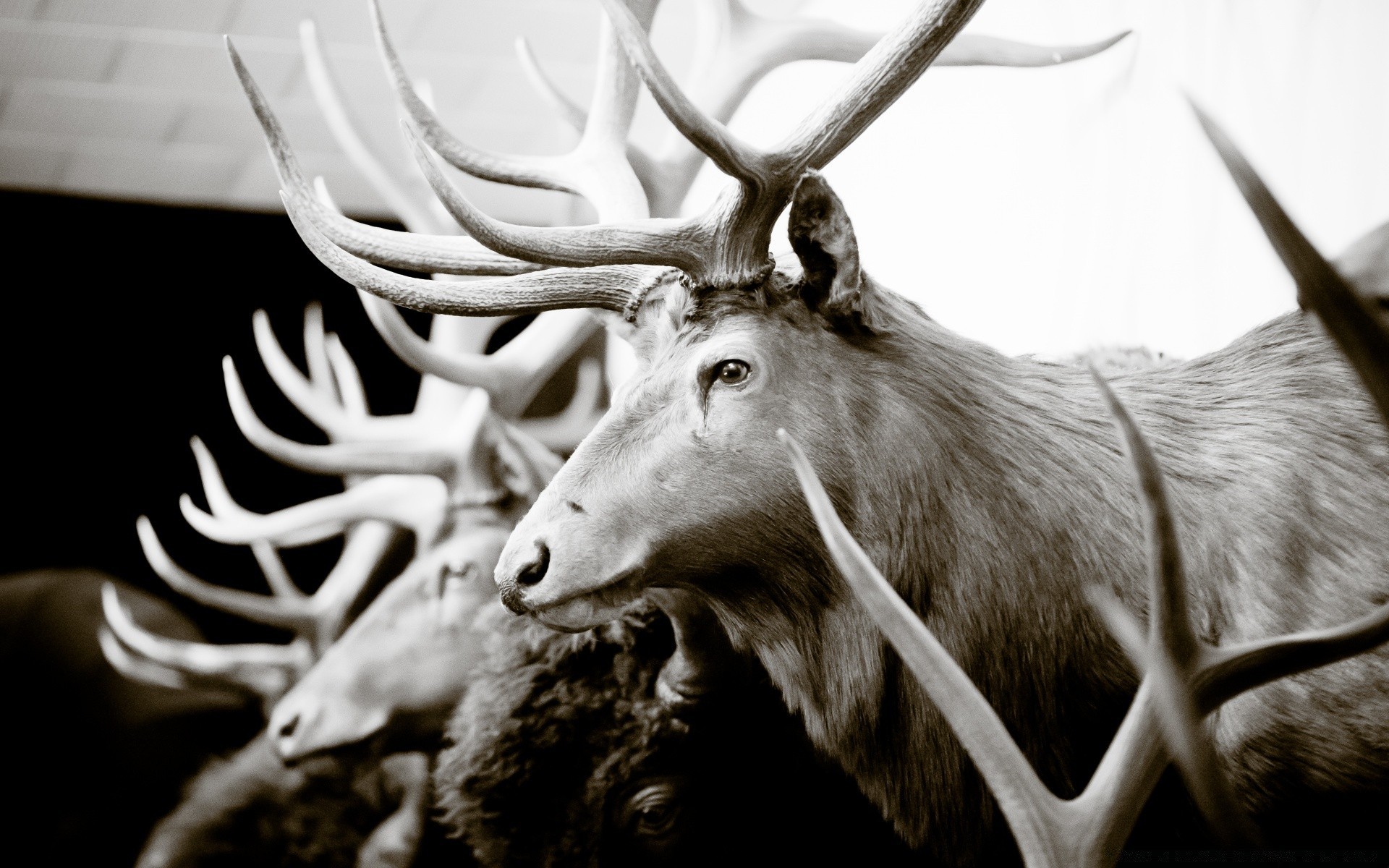 vintage mammifère animal faune cerf nature corne