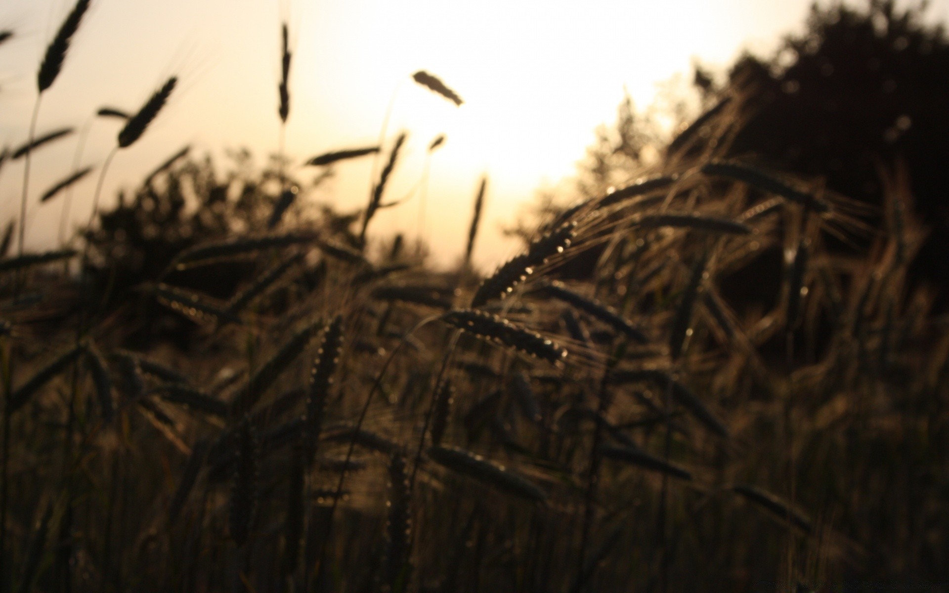 vintage gold bird landscape field nature fall light sunset