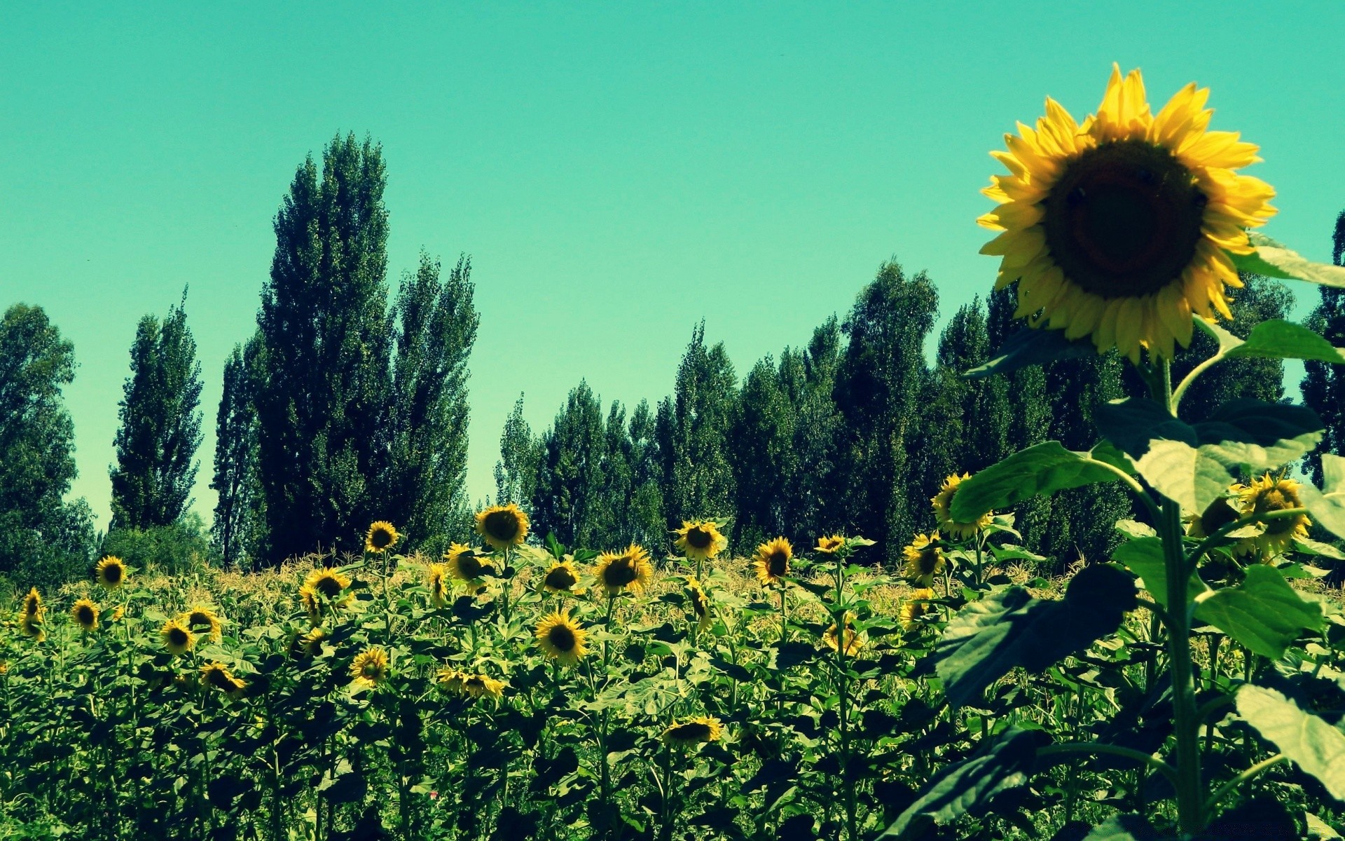 vintage champ agriculture nature été rural flore fleur croissance foin à l extérieur tournesol paysage campagne ferme pays feuille beau temps lumineux soleil