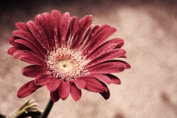 Flor Gerber vermelho um