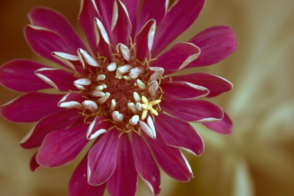 Photo of a flower in vintage style