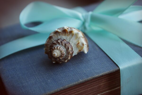 There is a shell on the gift box