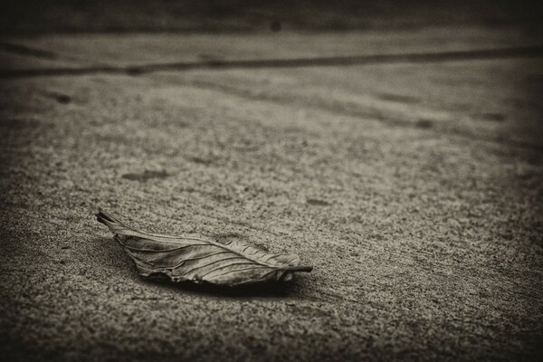 Blatt auf dem Boden, monochrome Farben