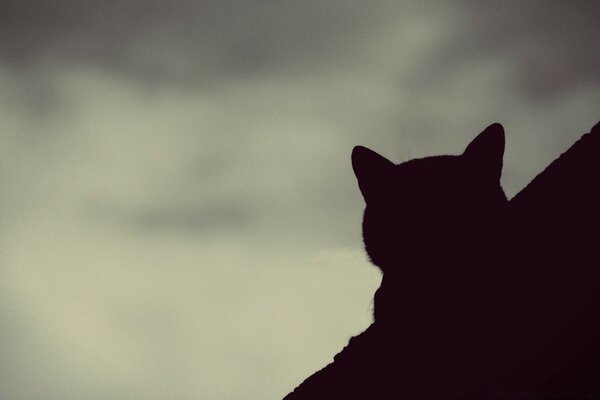 Silhouette d une tête de chat à l arrière